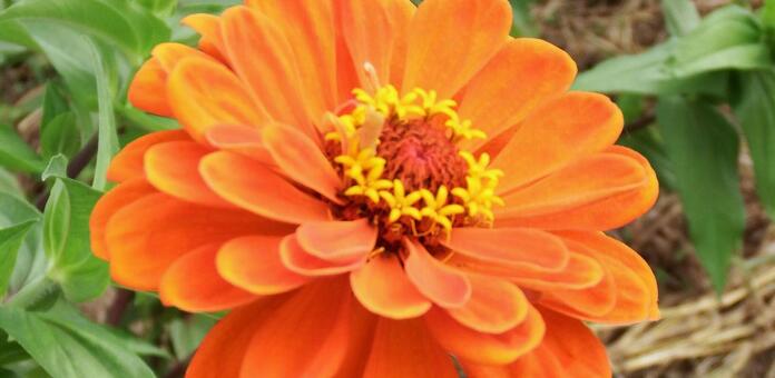 One hundred garlands, pine grass, flower, orange, JPG