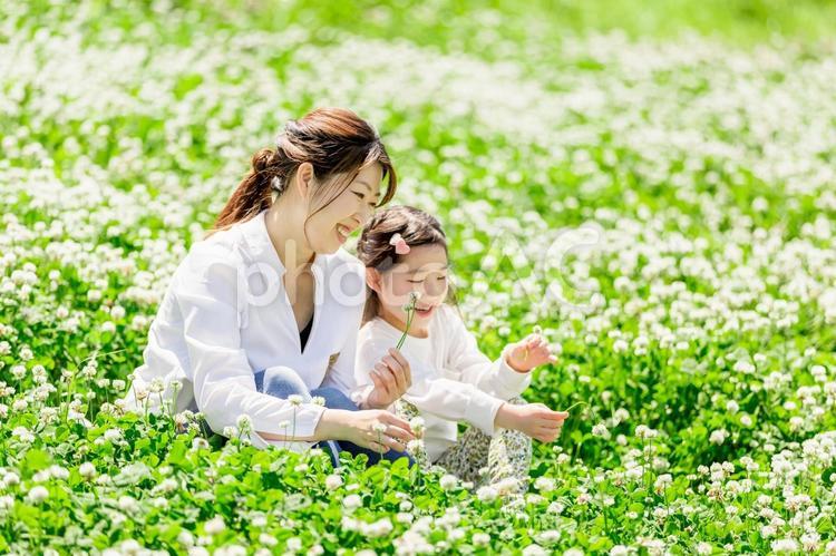 土手に座る家族（シロツメクサ） 人物,家族,女性の写真素材