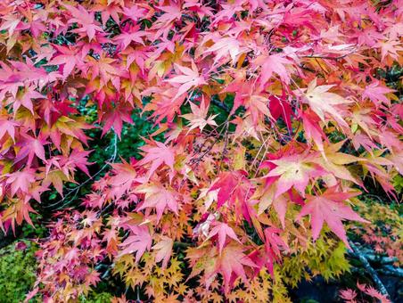 真っ赤な 秋,紅葉,10月の写真素材
