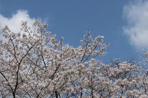 桜 桜の写真