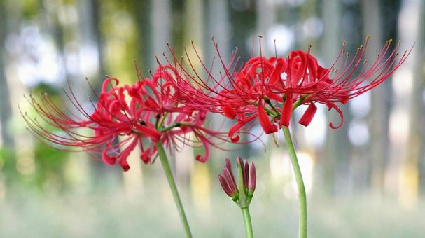彼岸花-170 彼岸花-170 ヒガンバナ,マンジュシャゲ,赤の写真素材