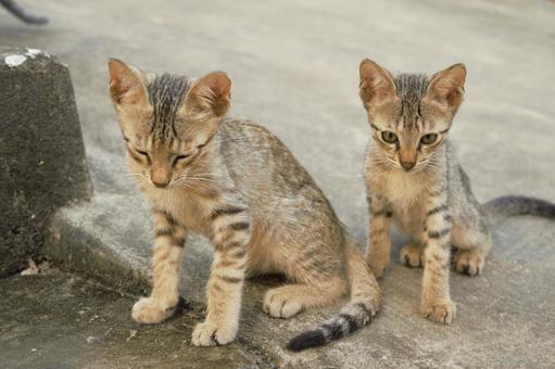 仔猫の兄弟 ネコ,仔猫,トラネコの写真素材