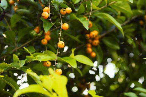 ゴールデンデュードロップの実　ポカラ ゴールデンデュードロップ,ネパール,ルンビニの写真素材