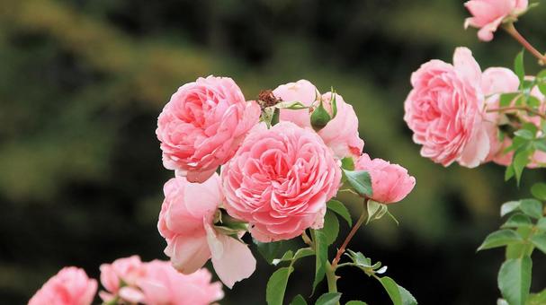 河津バカテル公園　秋バラ 薔薇,秋,花の写真素材