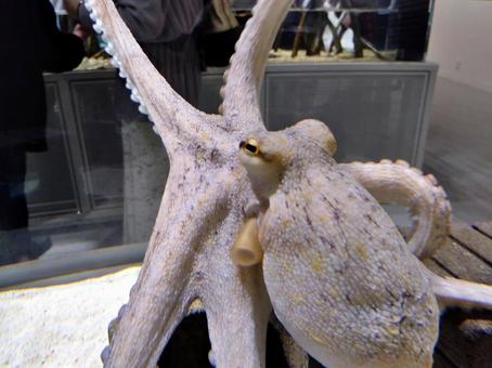 粘在水族箱上的普通章魚 粘在水族箱上的普通章魚