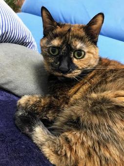ソファーから見つめるサビ猫 ソファーから見つめるサビ猫 猫,ペット,サビ猫の写真素材