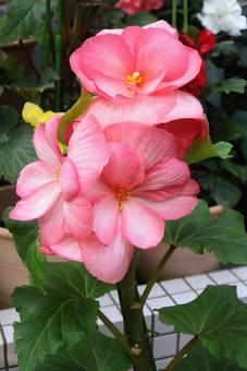 ヨウラクソウ ベゴニア,花,flowerの写真素材