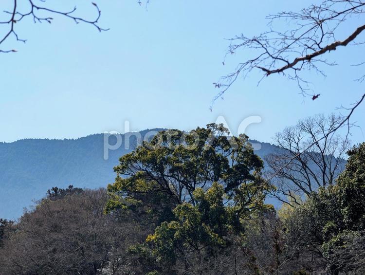 美しい青い空と山並みと木の枝 遠景,山並み,木の写真素材