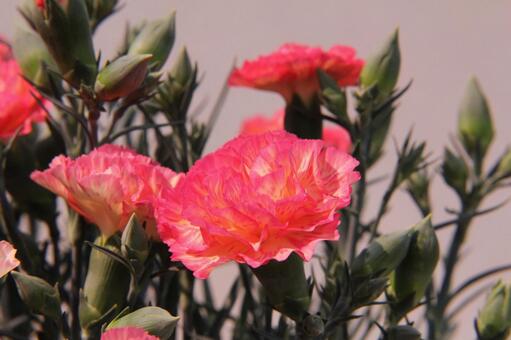 カーネーションの咲く風景 カーネーション,花,さわやかの写真素材