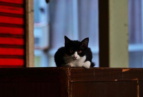 見つめる子猫 見つめる子猫の写真