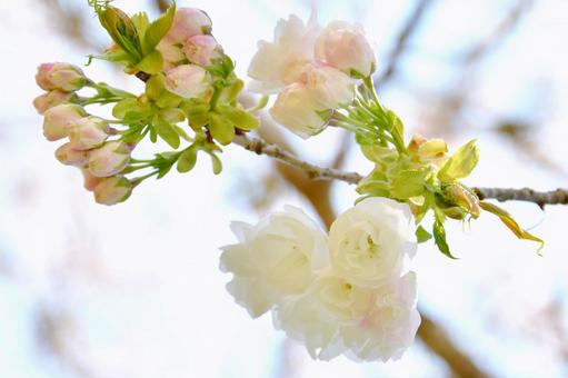 白い八重桜の白妙 八重桜,白妙,桜の写真素材