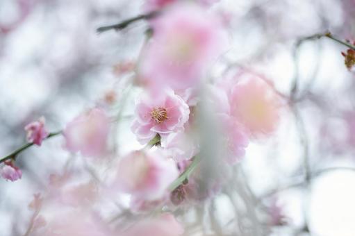 桃 桃の写真