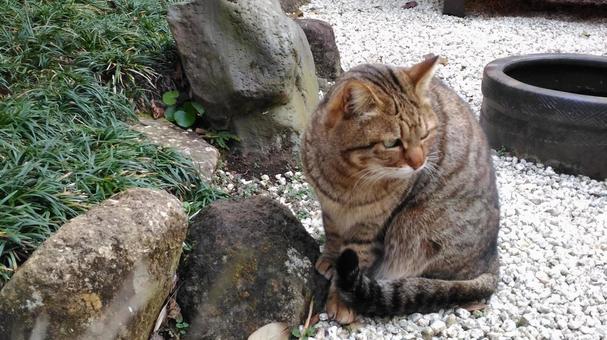 猫 猫の写真