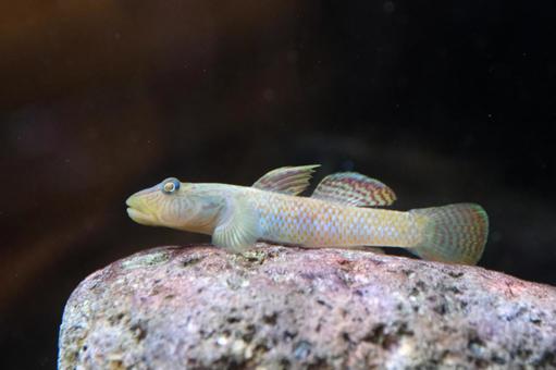 シマヨシノボリ シマヨシノボリ シマヨシノボリ,淡水魚,川魚の写真素材