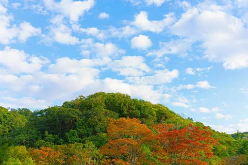紅葉の森林と空 紅葉,もみじ,秋の写真素材