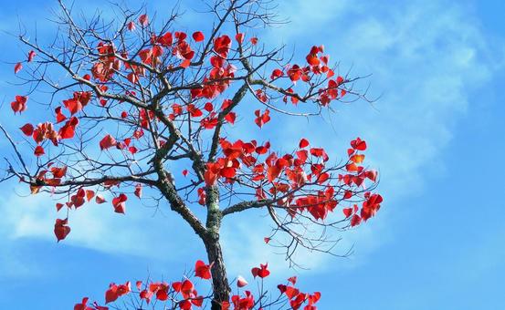 ナンキンハゼの紅葉と青空 紅葉,ナンキンハゼ,秋の写真素材