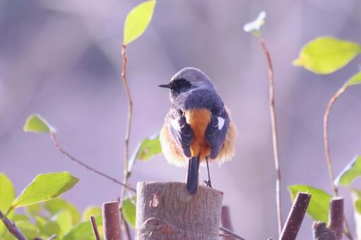 緑の葉っぱと木の上に止まるジョウビタキ 緑の葉っぱと木の上に止まるジョウビタキ 鳥,ジョウビタキ,冬の写真素材