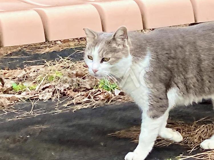 野良猫　現れた 野良猫,ノラ,猫の写真素材