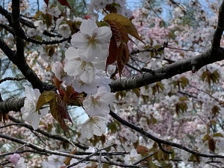 桜 桜の写真