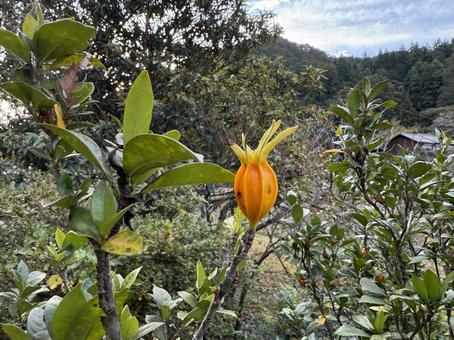 クチナシの実ひとつ クチナシの実,クチナシ,スパイスの写真素材