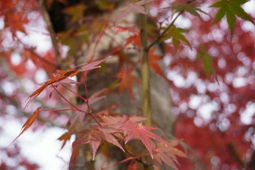 紅葉のもみじ 紅葉のもみじの写真