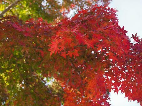 紅葉 紅葉の写真