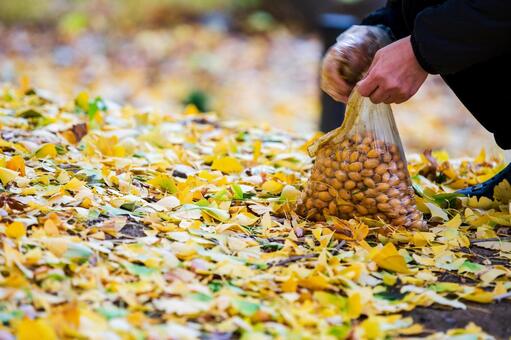 袋いっぱいに銀杏を集める手元 銀杏,拾う,採取の写真素材
