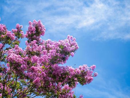 青空と咲き誇るピンクの花 ピンクの花,サルスベリ,青空の写真素材