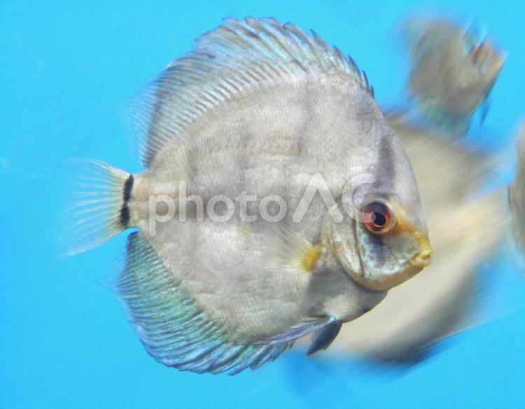 水族館の愉快な仲間たち 魚,水族館,水槽の写真素材