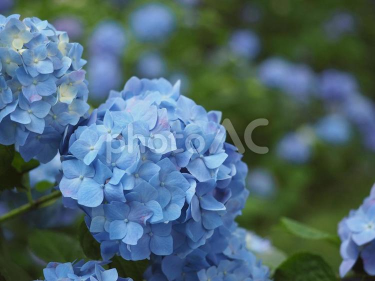 梅雨の季節に咲く青い紫陽花 あじさい,アジサイ,花の写真素材