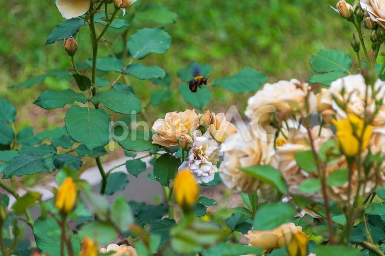 バラの花と飛ぶクマバチ バラ,花,クマバチの写真素材