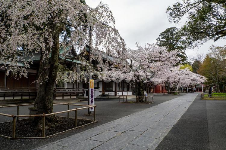 塩釜神社の桜⒆ 塩釜神社,陸奥国一宮,重要文化財の写真素材