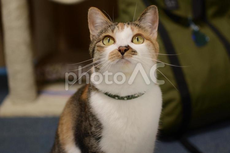 三毛猫の正面 猫,三毛猫,ペットの写真素材