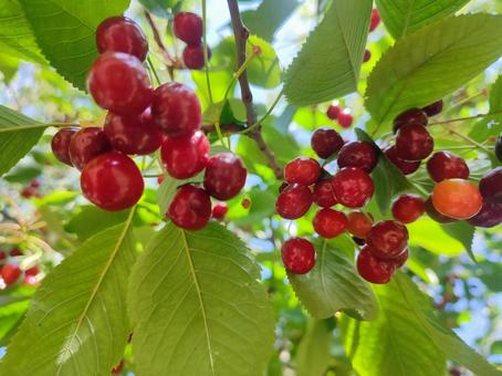 Plump cherries, JPG