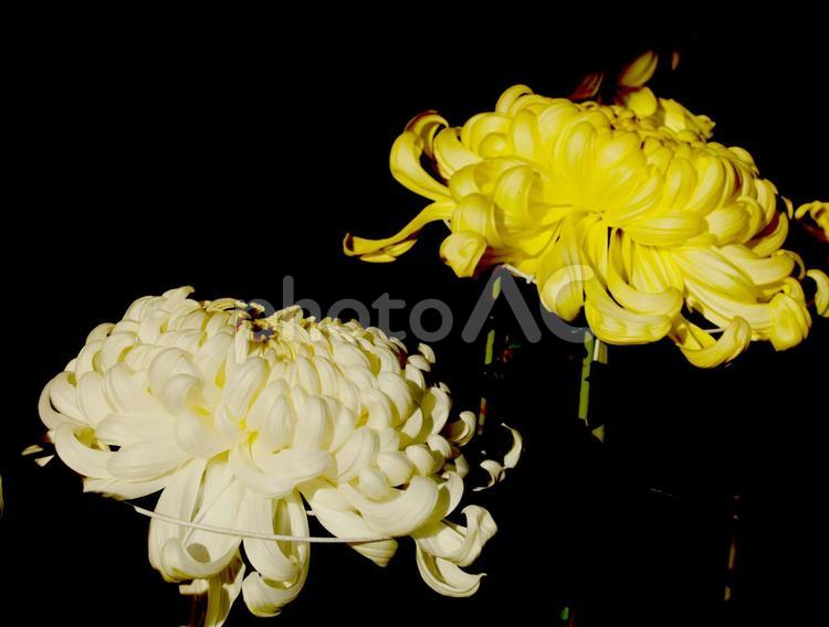 秋のシンフォニー　菊03 植物,花,鉢植えの写真素材