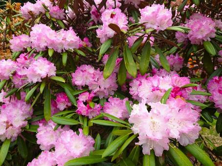 春の花 シャクナゲ(石楠花、石南花) 春の花 シャクナゲ(石楠花、石南花) ピンク,花,フラワーの写真素材