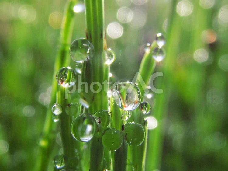 水滴とスギナと朝日Water drops 水滴,すいてき,waterの写真素材