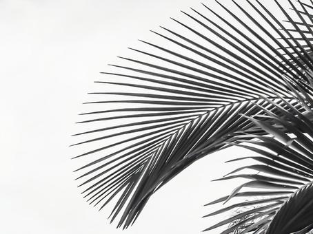 Palm tree leaves pattern material 5 black and white on background image and texture, wallpaper, background, image, JPG
