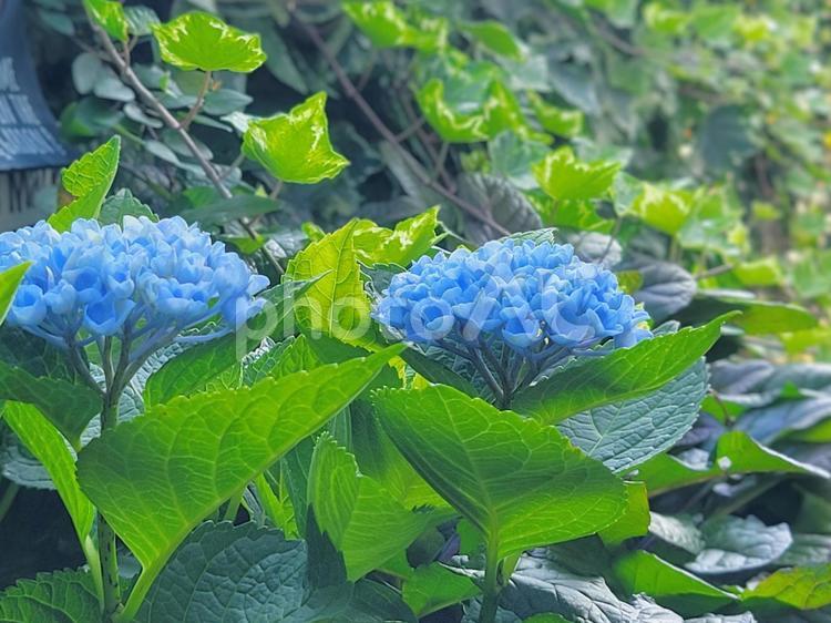 水色のあじさいのとアイビー　季節の花風景 あじさい,6月,水色の写真素材