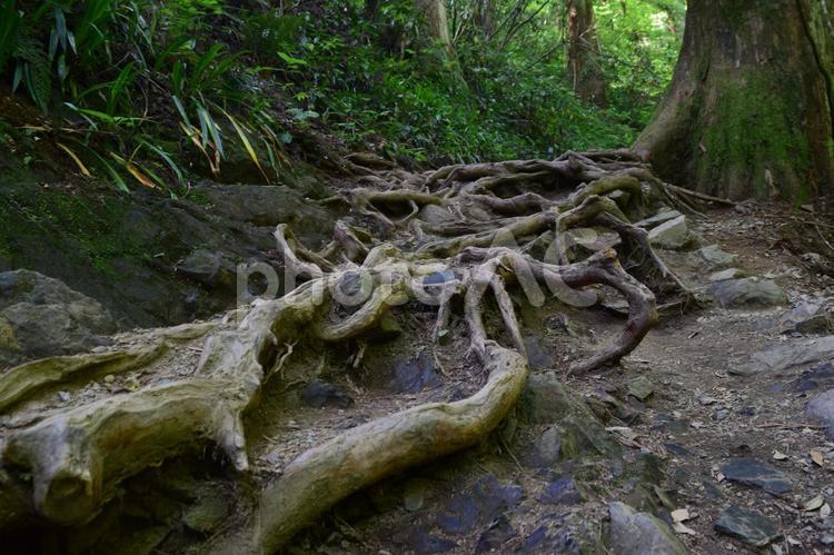 木の根、根子 山,植物,自然の写真素材