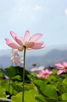 蓮の花 蓮の花の写真