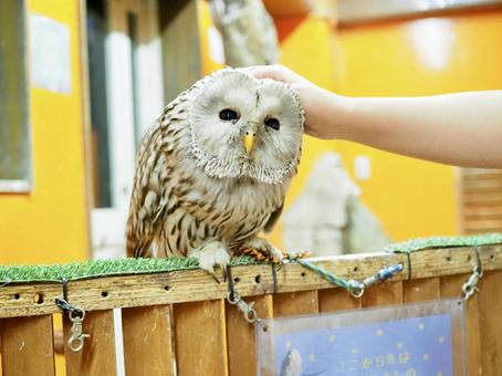 エゾフクロウ エゾフクロウ エゾフクロウ,フクロウ,鳥の写真素材
