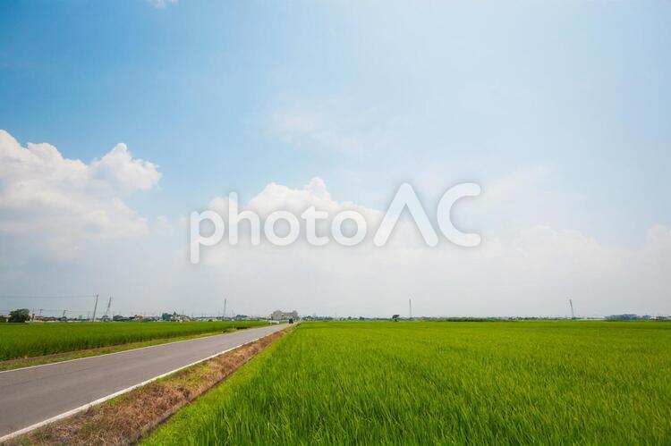 長く続く道路と田んぼと青空と雲 夏の空,田んぼ,夏空の写真素材