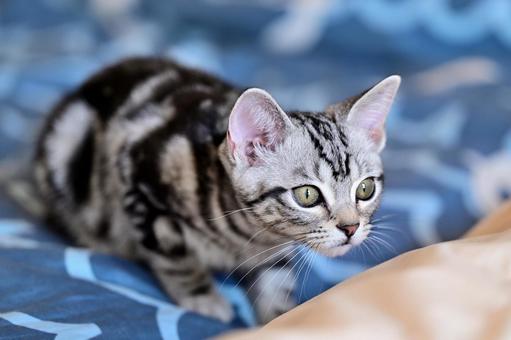 狙う子猫 狙う子猫 子猫,kitten,ねこの写真素材