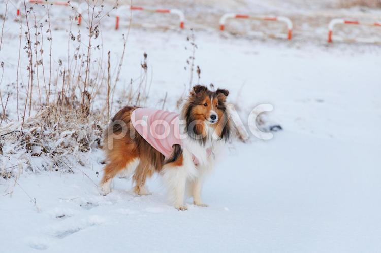 麗　レイ 家庭犬,散歩,遊ぶの写真素材