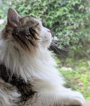 窓辺でまったりしている猫 窓辺でまったりしている猫 猫,窓辺,動物の写真素材