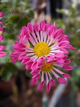 洋菊・マム 洋菊・マム クローズアップ,ようぎく,花の写真素材