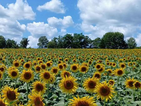 北竜町「ひまわりの里」のひまわり 北竜町「ひまわりの里」のひまわりの写真