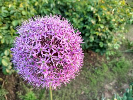 Allium flower, JPG Allium flower, JPG