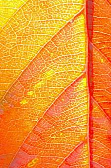 落葉のアップ 葉,葉脈,落葉の写真素材